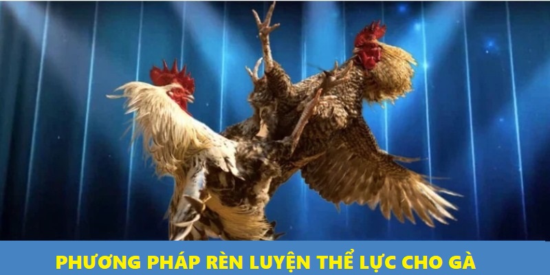 Chạy lồng là cách giúp gà rèn luyện sức bền tối ưu nhất