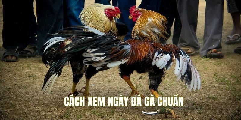 Bí Kíp Xem Ngày Gà Đá - Thắng Tiền Tỷ Trong Tích Tắc