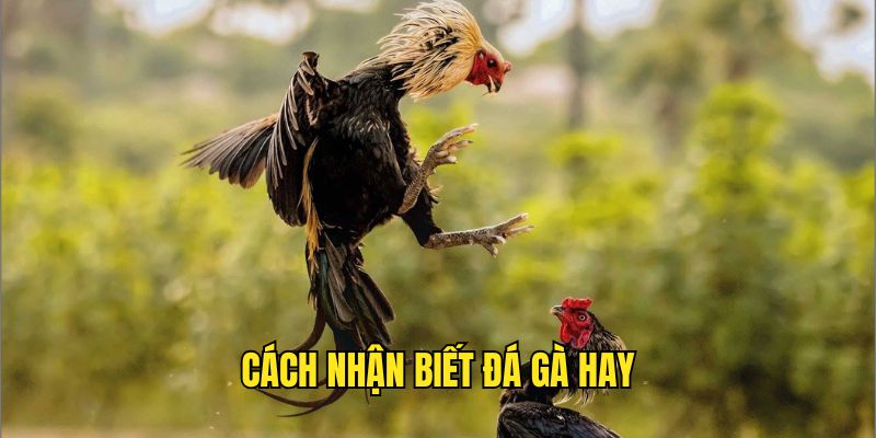 5+ Cách Nhận Biết Gà Đá Hay​ Tại QH88 Uy Tín Nhất
