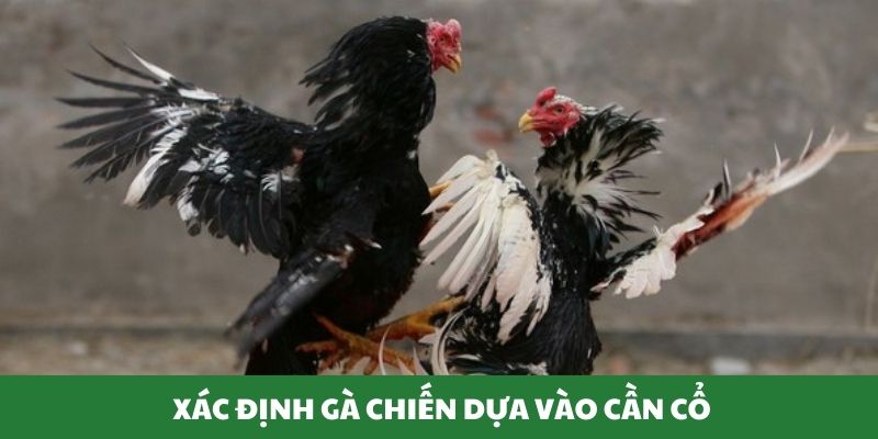 Nhận biết gà chiến dựa vào cần cổ