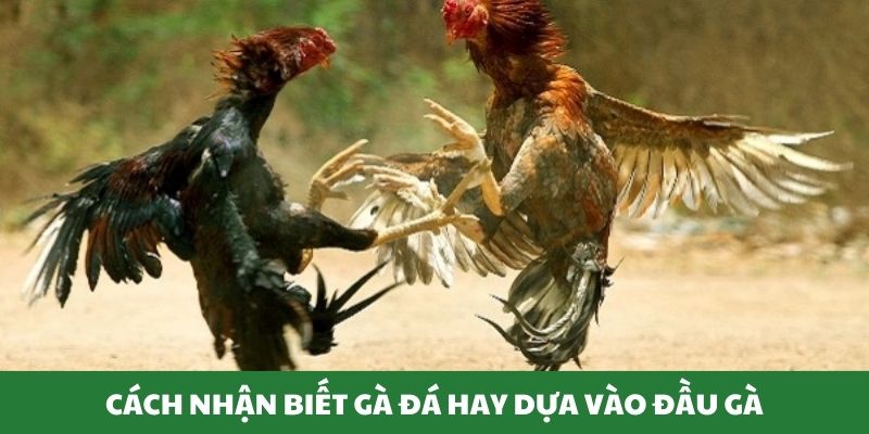 Thành viên dựa vào đầu gà để nhận biết chiến kê