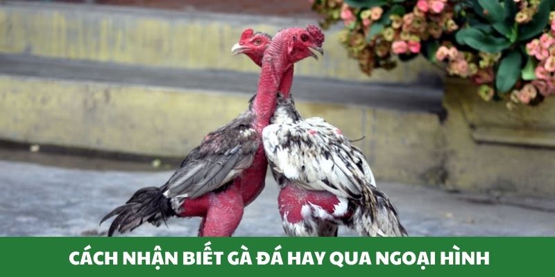 Thành viên dựa vào ngoại hình để biết chiến kê đá tốt