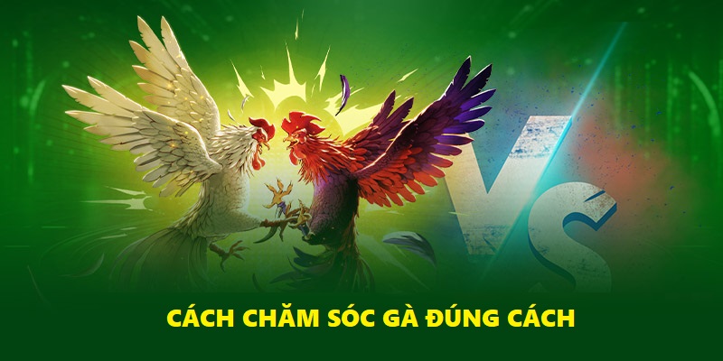 Tắm nắng cho gà chiến là cách tăng đề kháng tốt nhất