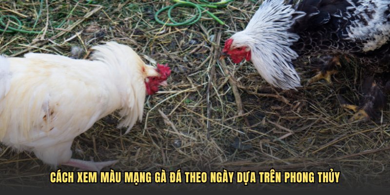 Cách xem màu mạng gà đá theo ngày dựa trên phong thủy