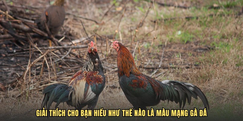 Giải thích cho bạn hiểu như thế nào là màu mạng gà đá