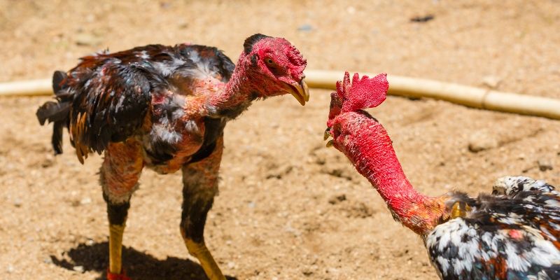 Màu lông có thể giúp cho chiến kê xác định ngày tốt